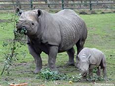 Port Lympne Wildlife Park