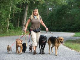 Dog walkers in Tonbridge